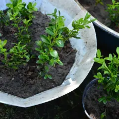 Młode sadzonki bukszpanu w doniczkach, gotowe do dalszej uprawy. Dowiedz się, jak ukorzenić bukszpan i cieszyć się jego zielenią.