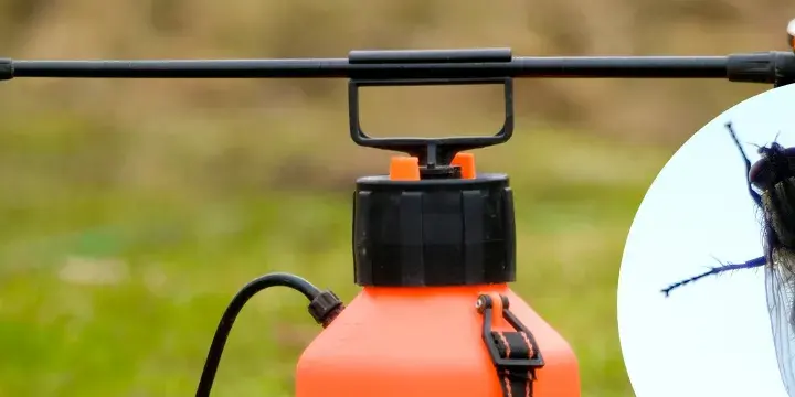 Skuteczne sposoby na odstraszenie much z elewacji budynku